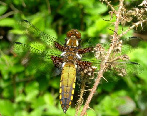Réf. 203 064 : Libellula depressa
